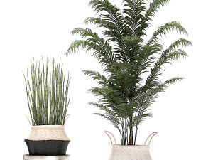 decorative plants in a basket for the interior 489 Modello 3D