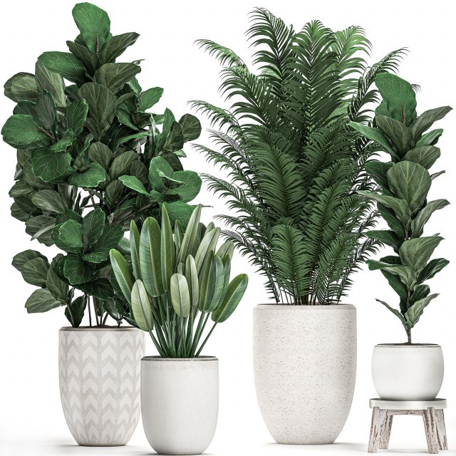 decorative plants in a white pot for the interior 490 3D मॉडल .c4d .max .obj .3ds .fbx .stl .blend 