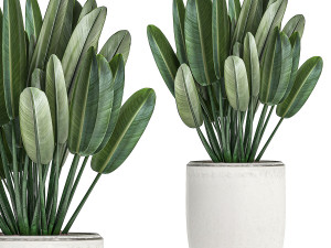 decorative plants in a white pot for the interior 490 3D मॉडल