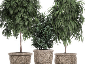 ornamental trees in classic flowerpots for the street parks and garden 491 Modelo 3D