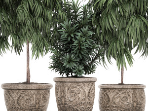 ornamental trees in classic flowerpots for the street parks and garden 491 3D Model