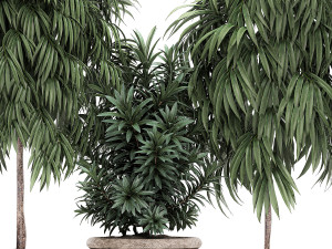 ornamental trees in classic flowerpots for the street parks and garden 491 3D Model