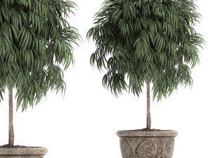ornamental trees in classic flowerpots for the street parks and garden 491 3D Model