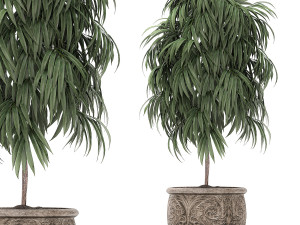 ornamental trees in classic flowerpots for the street parks and garden 491 3D Model