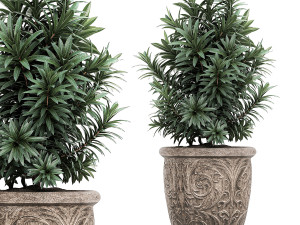 ornamental trees in classic flowerpots for the street parks and garden 491 3D Model