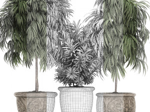 ornamental trees in classic flowerpots for the street parks and garden 491 3D Model