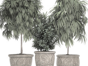 ornamental trees in classic flowerpots for the street parks and garden 491 3D Model