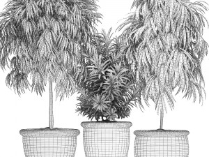 ornamental trees in classic flowerpots for the street parks and garden 491 3D Model