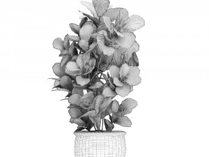 ornamental tree in classic flowerpots for the street parks and garden 492 3D Model