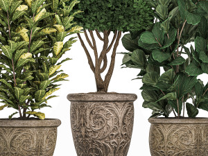 ornamental tree in classic flowerpots for the street parks and garden 493 Model 3D