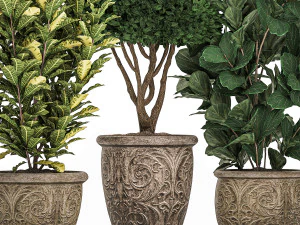 ornamental tree in classic flowerpots for the street parks and garden 493 3D Model