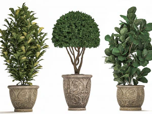 ornamental tree in classic flowerpots for the street parks and garden 493 3D Model