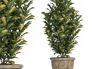 ornamental tree in classic flowerpots for the street parks and garden 493 3D Model