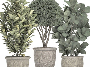 ornamental tree in classic flowerpots for the street parks and garden 493 3D Model