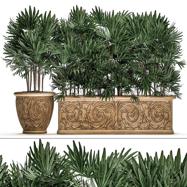 ornamental palms in classic flowerpots for the street parks and garden 493 Modello 3D .c4d .max .obj .3ds .fbx .stl .blend 