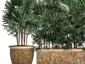 ornamental palms in classic flowerpots for the street parks and garden 493 Modello 3D