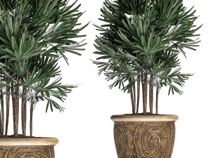ornamental palms in classic flowerpots for the street parks and garden 493 Modello 3D