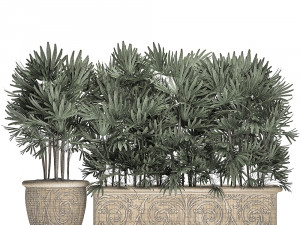 ornamental palms in classic flowerpots for the street parks and garden 493 Modello 3D