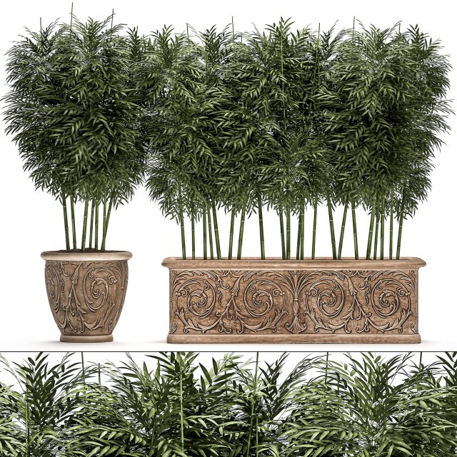 ornamental bamboo tree in classic flowerpots for parks and garden 495 Model 3D .c4d .max .obj .3ds .fbx .stl .blend 