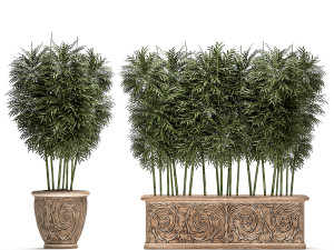 ornamental bamboo tree in classic flowerpots for parks and garden 495 Model 3D