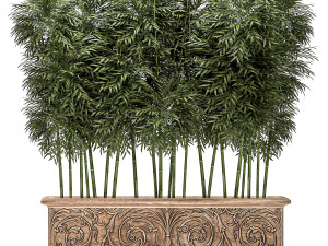 ornamental bamboo tree in classic flowerpots for parks and garden 495 Model 3D