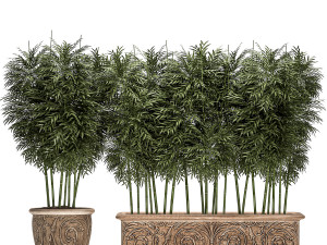 ornamental bamboo tree in classic flowerpots for parks and garden 495 Model 3D