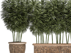 ornamental bamboo tree in classic flowerpots for parks and garden 495 Model 3D