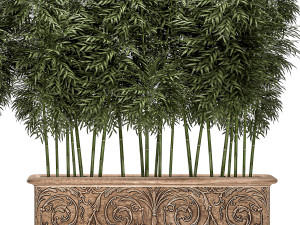 ornamental bamboo tree in classic flowerpots for parks and garden 495 Model 3D