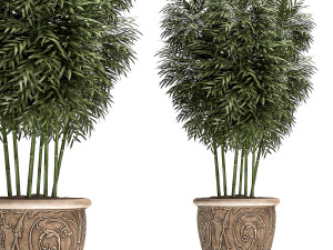 ornamental bamboo tree in classic flowerpots for parks and garden 495 Model 3D