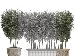 ornamental bamboo tree in classic flowerpots for parks and garden 495 Model 3D