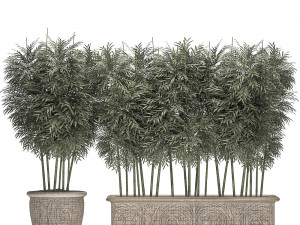 ornamental bamboo tree in classic flowerpots for parks and garden 495 Model 3D