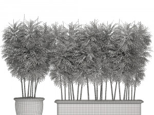 ornamental bamboo tree in classic flowerpots for parks and garden 495 Model 3D