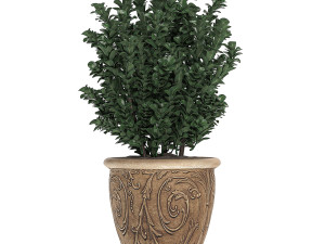 ornamental bushes in classic flowerpots for parks and garden 496 3D Model