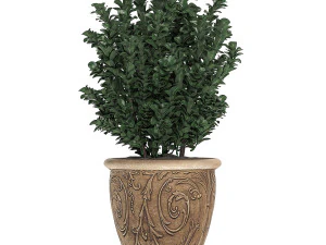ornamental bushes in classic flowerpots for parks and garden 496 3D Model