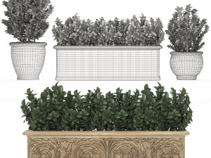 ornamental bushes in classic flowerpots for parks and garden 496 3D Model