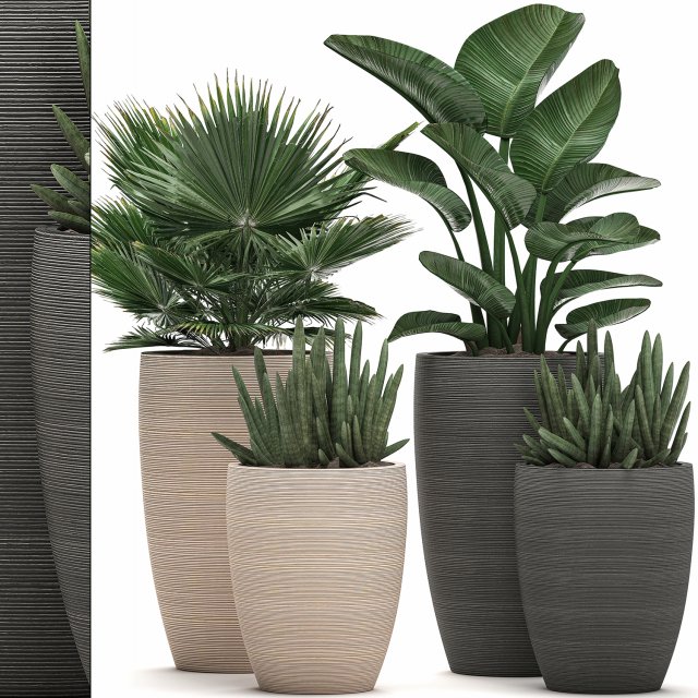 decorative plants in flower pots for the interior 497 3D Model .c4d .max .obj .3ds .fbx .stl .blend 