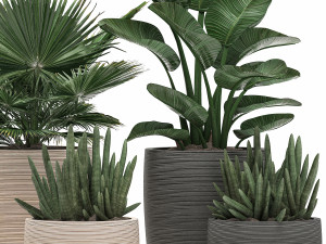 decorative plants in flower pots for the interior 497 3D Model