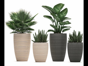 decorative plants in flower pots for the interior 497 3D Model