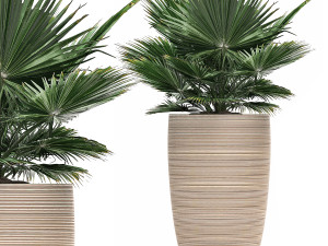 decorative plants in flower pots for the interior 497 3D Model