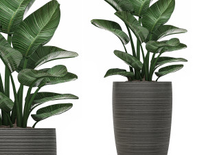 decorative plants in flower pots for the interior 497 3D Model