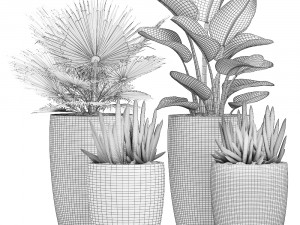 decorative plants in flower pots for the interior 497 3D Model