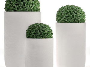 ornamental bushes in flowerpots for parks and garden 499 3D Model