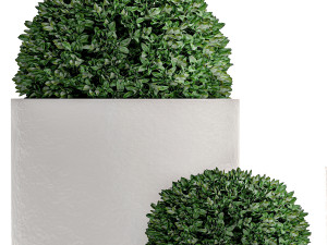 ornamental bushes in flowerpots for parks and garden 499 3D Model