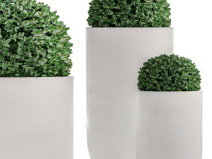 ornamental bushes in flowerpots for parks and garden 499 3D Model