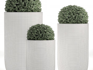 ornamental bushes in flowerpots for parks and garden 499 3D Model