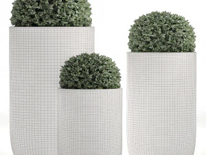 ornamental bushes in flowerpots for parks and garden 499 3D Model