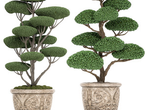 ornamental topiar tree in classic flowerpots for parks and garden 500 Model 3D