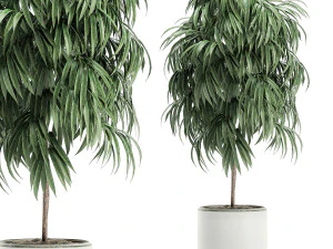 decorative tree in a white flowerpot for decor and interior design 501 3D Model