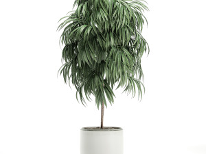 decorative tree in a white flowerpot for decor and interior design 501 3D Model