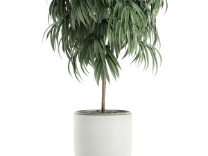 decorative tree in a white flowerpot for decor and interior design 501 3D Model